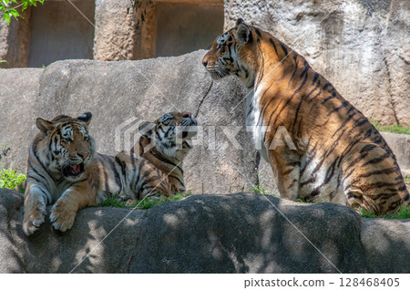 Parent and child of a tiger 128468405