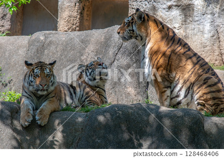 Parent and child of a tiger 128468406