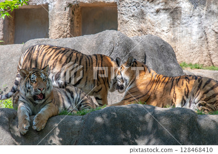 Parent and child of a tiger Parent and child of a tiger 128468410