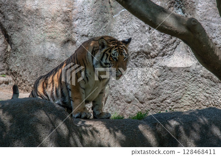 Parent and child of a tiger 128468411