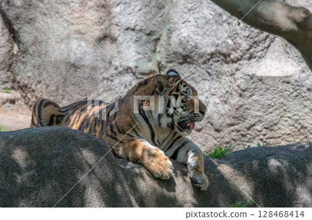 Parent and child of a tiger 128468414