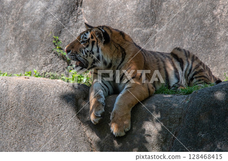 Parent and child of a tiger 128468415