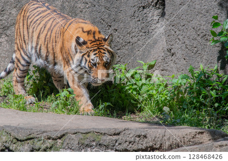 Parent and child of a tiger 128468426