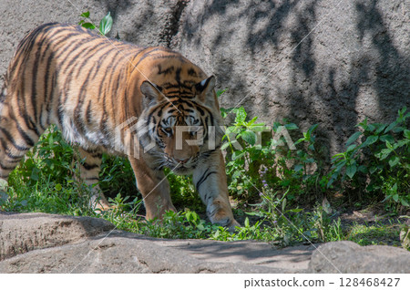 Parent and child of a tiger 128468427