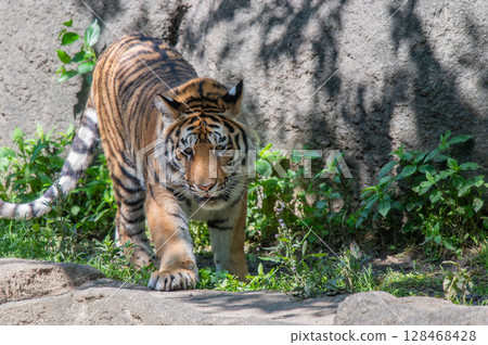 Parent and child of a tiger 128468428