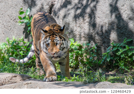 Parent and child of a tiger Parent and child of a tiger 128468429