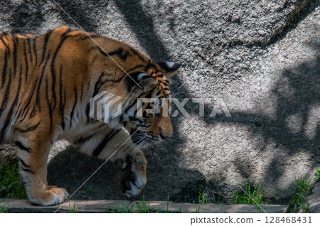 Parent and child of a tiger Parent and child of a tiger 128468431