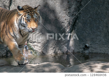 Parent and child of a tiger Parent and child of a tiger 128468436