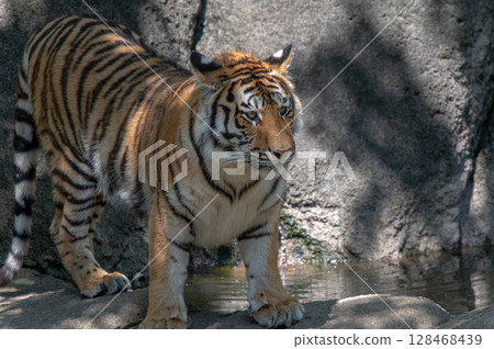 Parent and child of a tiger Parent and child of a tiger 128468439