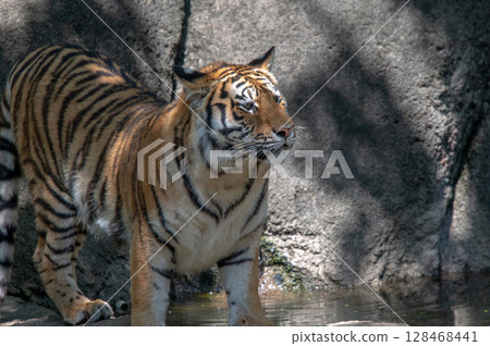 Parent and child of a tiger Parent and child of a tiger 128468441
