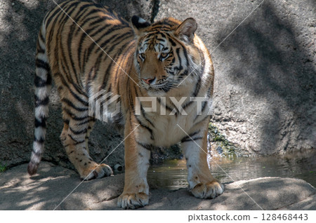 Parent and child of a tiger 128468443
