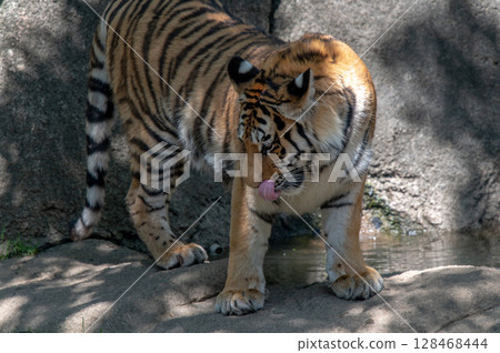 Parent and child of a tiger Parent and child of a tiger 128468444