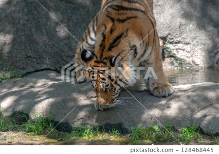 老虎的父母和孩子 128468445