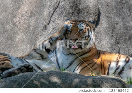 Parent and child of a tiger Parent and child of a tiger 128468452