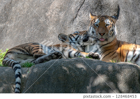 Parent and child of a tiger Parent and child of a tiger 128468453