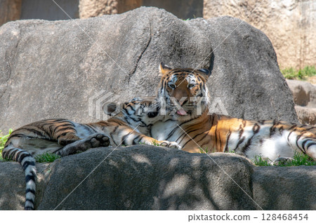 Parent and child of a tiger Parent and child of a tiger 128468454