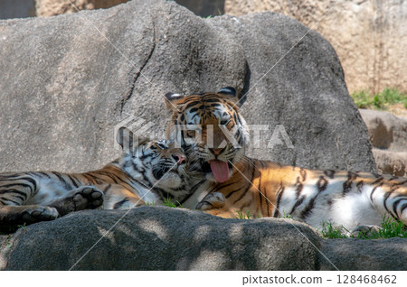 Parent and child of a tiger Parent and child of a tiger 128468462