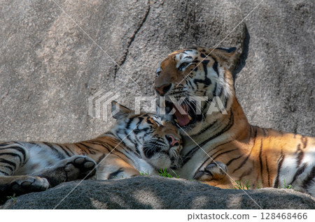 Parent and child of a tiger Parent and child of a tiger 128468466