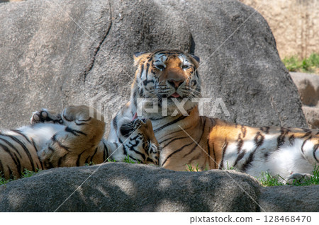 Parent and child of a tiger 128468470
