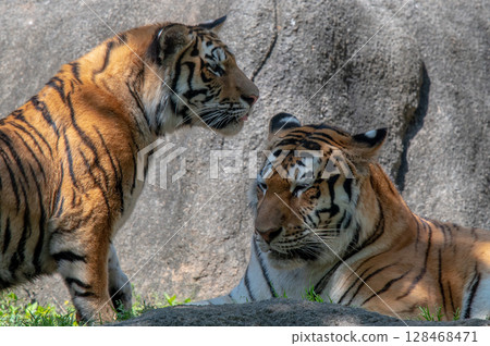 Parent and child of a tiger Parent and child of a tiger 128468471