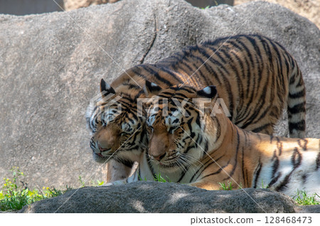 Parent and child of a tiger 128468473