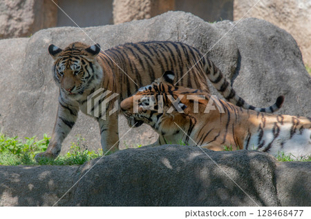 Parent and child of a tiger 128468477