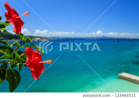 沖繩的蔚藍大海、藍天和鮮紅的芙蓉 128468511