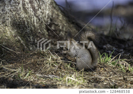 Hokkaido squirrel waiting for spring 128468538