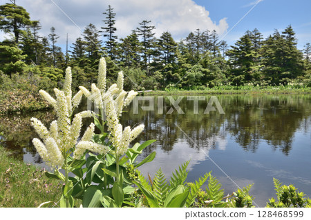 Wakagoike Pond and the lily of the valley on Mount Yakebitai in Shiga Highlands Wakagoike Pond and the lily of the valley on Mount Yakebitai in Shiga Highlands 128468599