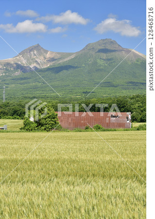 夏季拍攝北海道森町的麥田與駒岳 夏季拍攝北海道森町的麥田與駒岳 128468716