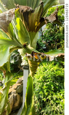 筑波植物園的鹿角菜 筑波植物園的鹿角菜 128468719