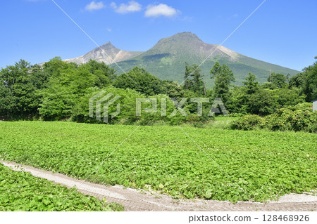 拍攝北海道森町夏季南瓜田的景色 拍攝北海道森町夏季南瓜田的景色 128468926
