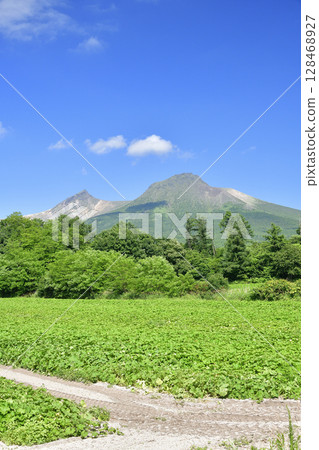 拍攝北海道森町夏季南瓜田的景色 128468927