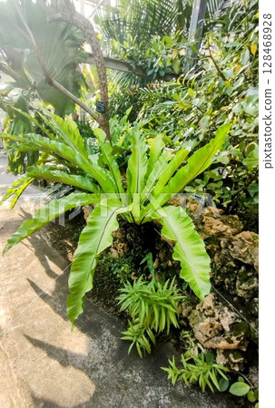 筑波實驗植物園 128468928