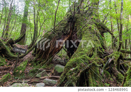 Yakusugi Cedar Trees: Yakushima Shiratani Unsuikyo Gorge (October) 128468991