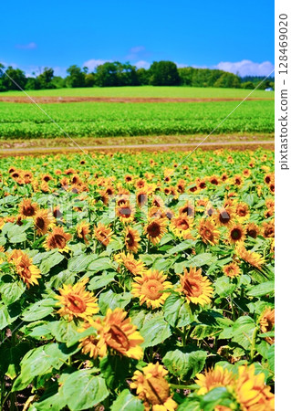 北海道北龍町向日葵村的風景 128469020
