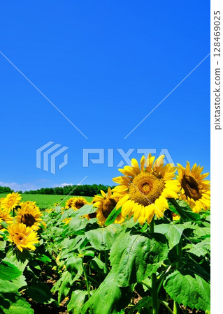 向日葵田 128469025