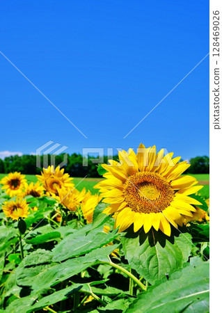 Scenery of the sunflower village in Hokuryu Town, Hokkaido Scenery of the sunflower village in Hokuryu Town, Hokkaido 128469026