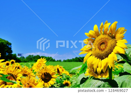 向日葵 128469027