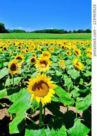 Scenery of the sunflower village in Hokuryu Town, Hokkaido Scenery of the sunflower village in Hokuryu Town, Hokkaido 128469028