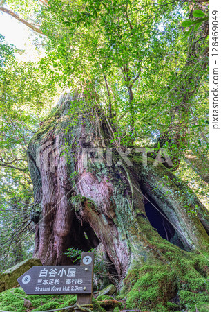 Yakusugi Second Generation Osugi Cedar, Shiratani Unsuikyo Gorge, Yakushima (October) Yakusugi Second Generation Osugi Cedar, Shiratani Unsuikyo Gorge, Yakushima (October) 128469049
