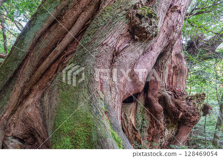 Yakusugi Second Generation Osugi Cedar, Shiratani Unsuikyo Gorge, Yakushima (October) 128469054