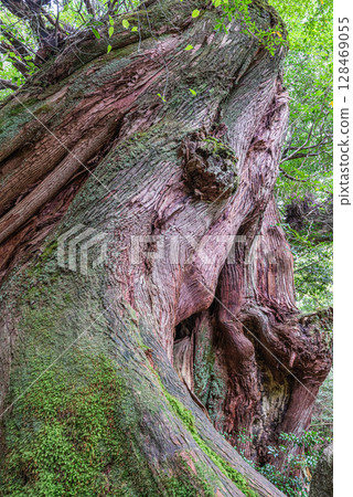 Yakusugi Second Generation Osugi Cedar, Shiratani Unsuikyo Gorge, Yakushima (October) Yakusugi Second Generation Osugi Cedar, Shiratani Unsuikyo Gorge, Yakushima (October) 128469055