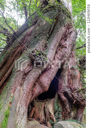 Yakusugi Second Generation Osugi Cedar, Shiratani Unsuikyo Gorge, Yakushima (October) 128469056