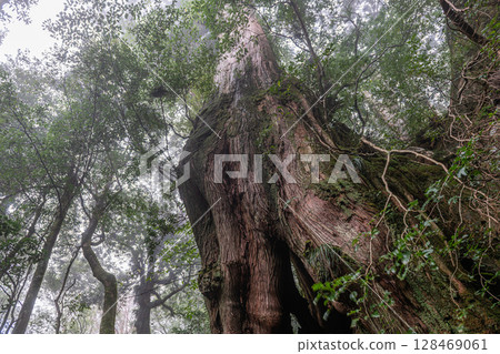 Yakusugi Second Generation Osugi Cedar, Shiratani Unsuikyo Gorge, Yakushima (October) 128469061