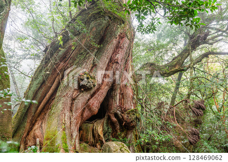 屋久島白谷雲水峽屋久杉第二代大杉杉(10月) 屋久島白谷雲水峽屋久杉第二代大杉杉(10月) 128469062