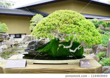 8051 Bonsai Maple "Early Spring" BONSAI 8051 Bonsai Maple "Early Spring" BONSAI 128469069