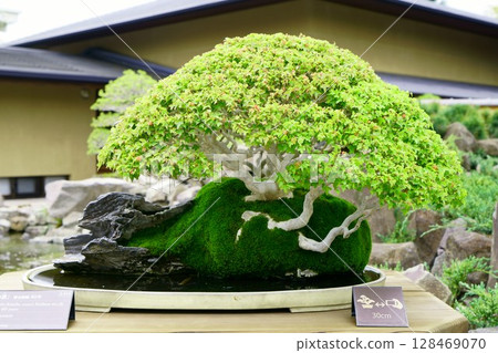 8052 楓樹盆景「早春」盆景 128469070