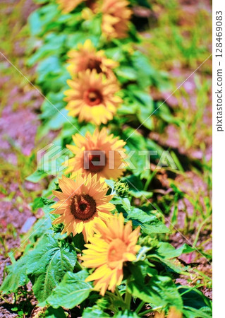Low-growing sunflower 128469083