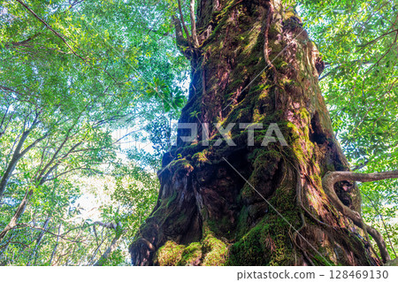 屋久島白谷雲水峽屋久杉知事杉(10月) 屋久島白谷雲水峽屋久杉知事杉(10月) 128469130